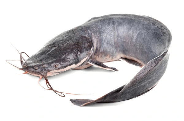 Whole Frozen Catfish 2.5kg (800-1000)