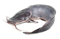 Whole Frozen Catfish 2.5kg (800-1000)