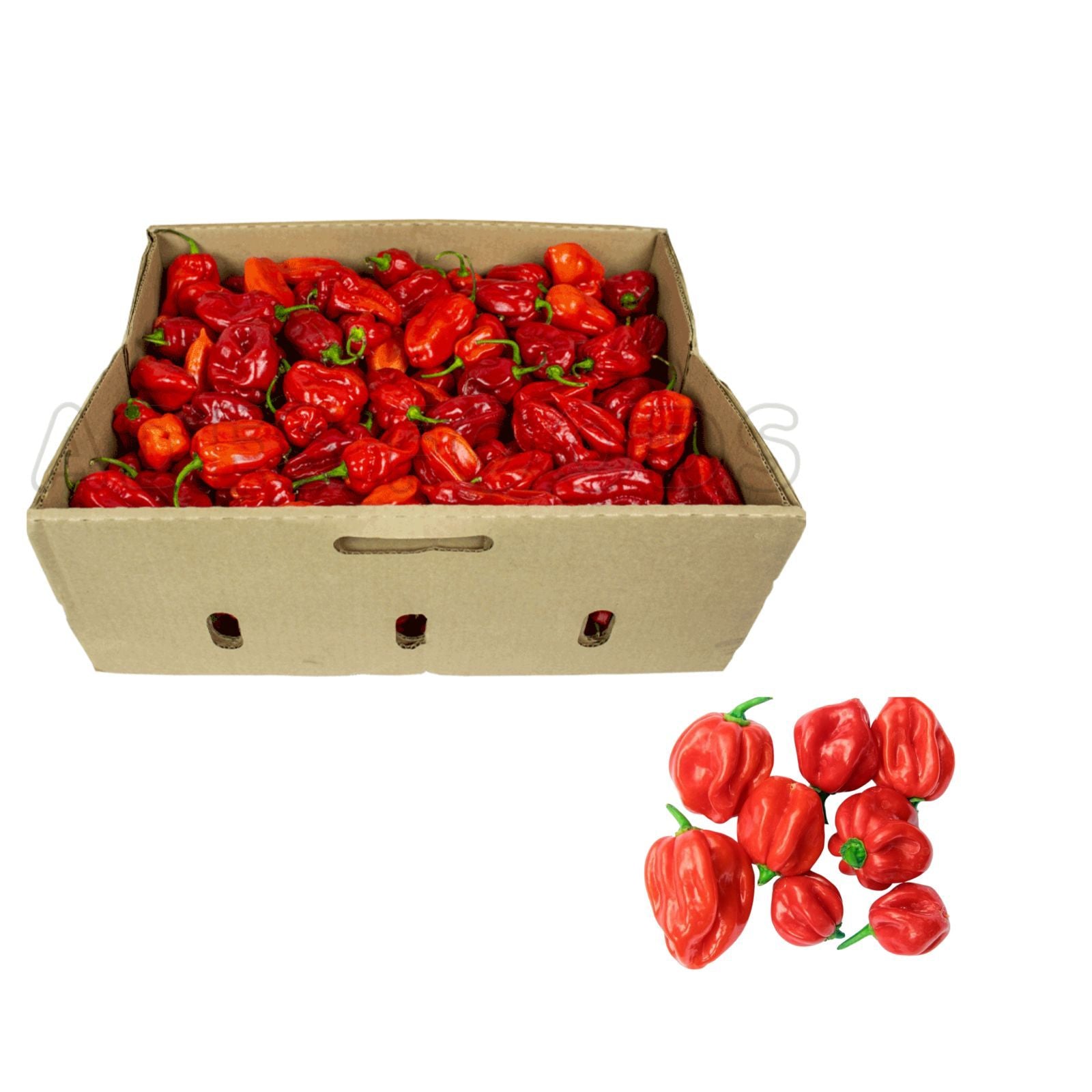 Fresh Hot Scotch Bonnet Pepper 100g -4kg ( Ugandan Pepper) - Full Box 3kg