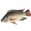 Tilapia Fish - Extra Big Size  2.5kg
