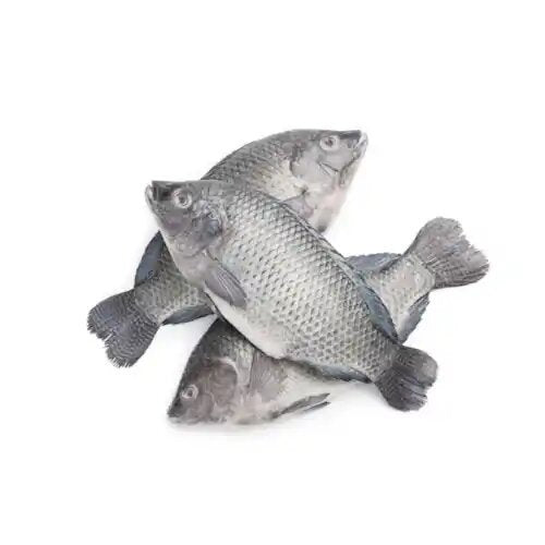 Frozen Tilapia Fish 2.5kg  large (  300 -500) - 2.5kg