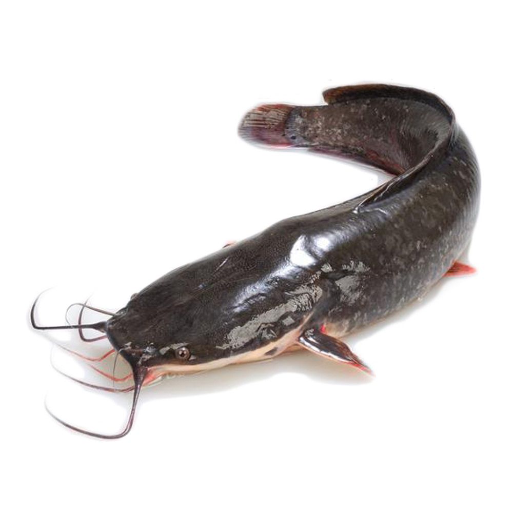 Whole Frozen Catfish 2.5kg (800-1000) - 2.5kg, No cut