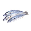 Frozen Mackerel Fish 1.5kg -20kg  (400 - 600 Titus fish)