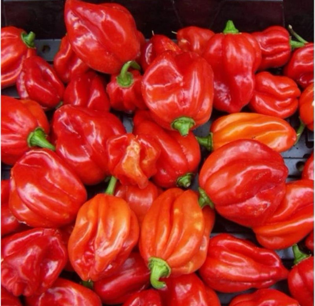 Fresh hot Pepper 100g -3kg - 500g