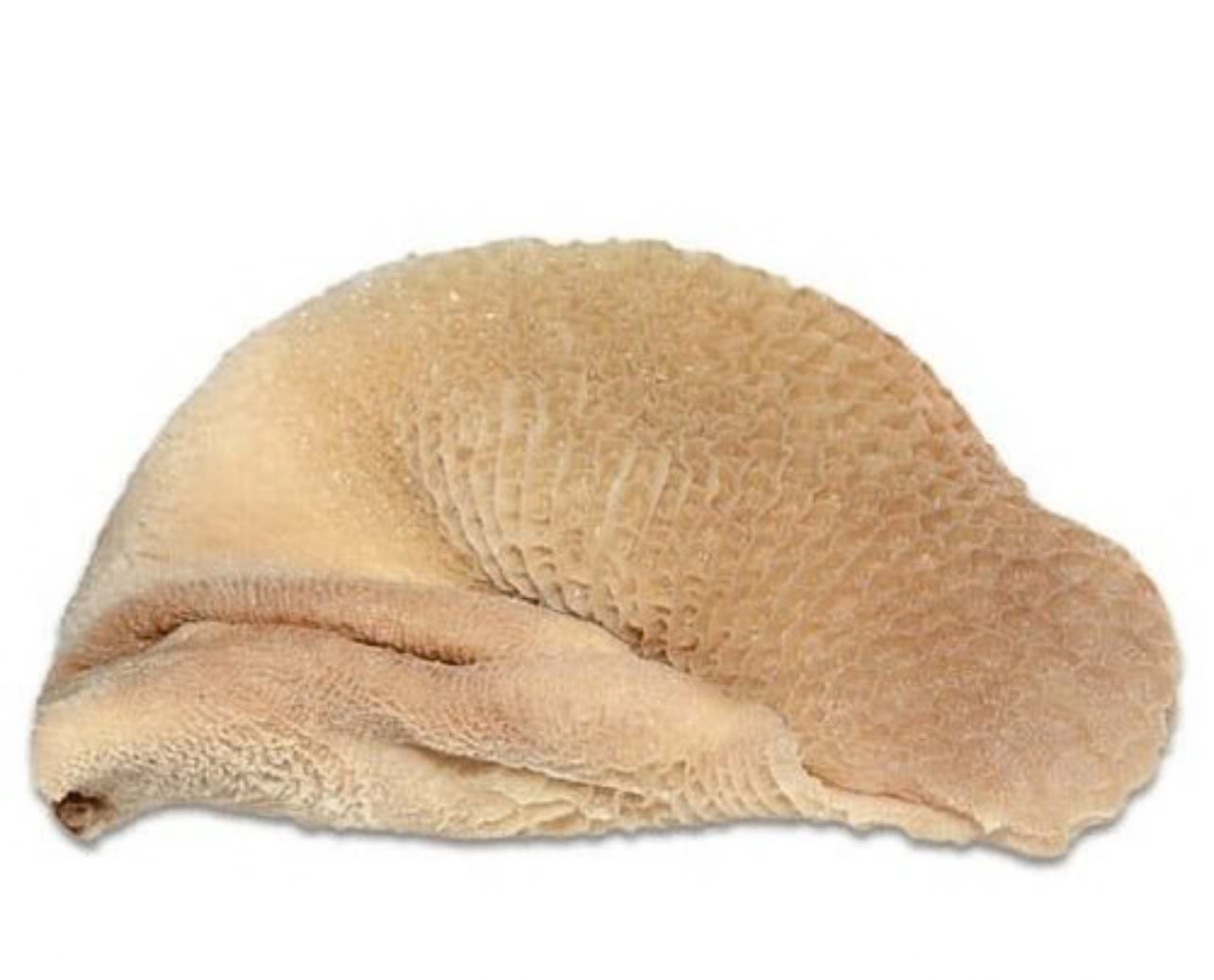 Goat Tripe 1kg  ( goat meat shaki)